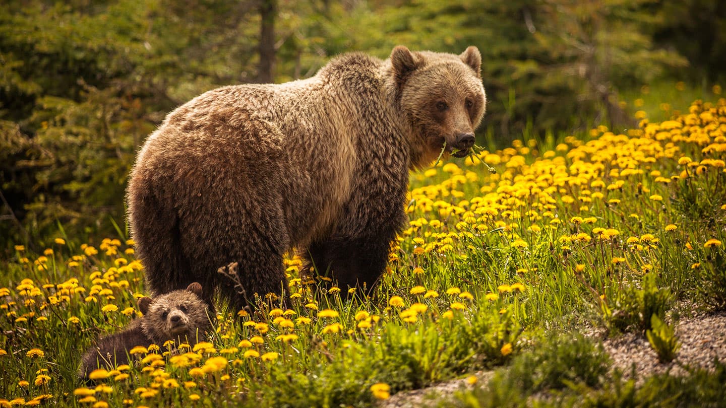 Bear