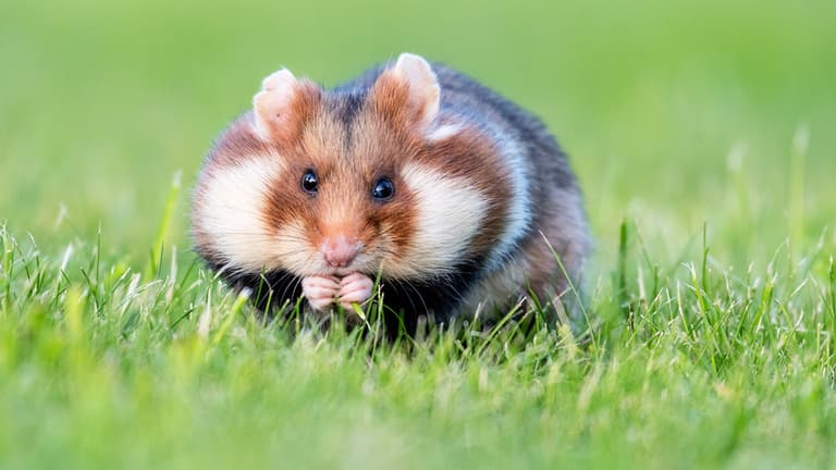 Hamster (uploaded from jncreate.com)